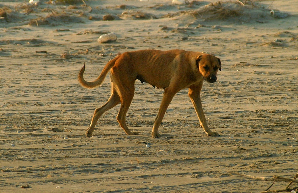 (37) Dscf1251 (day 2 - beach dog).jpg   (950x617)   303 Kb                                    Click to display next picture